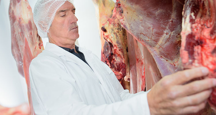 Man in meat freezer inspecting beef carcass