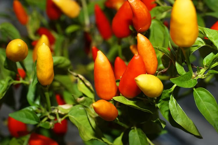Hot Chilli peppers growing