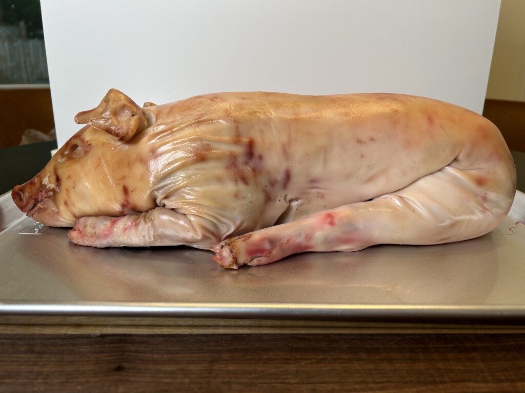 suckling pig drying out