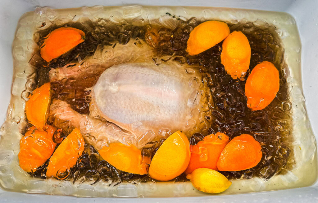 Turkey in citrus and herb brine with ice in a cooler.