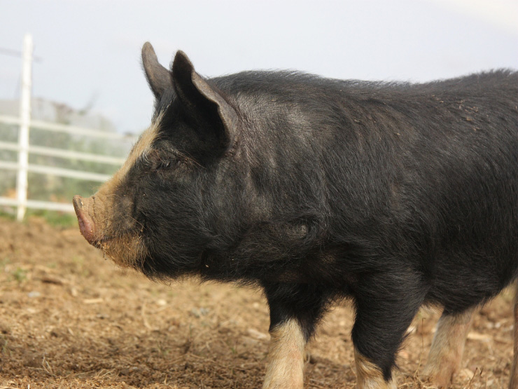 Berkshire piglet