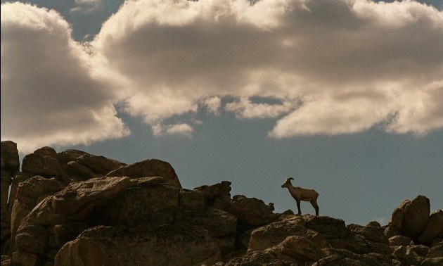 033301.AA.0805.bighorns5.AR Researchers suspect air pollution from major cities such as Los Angeles,