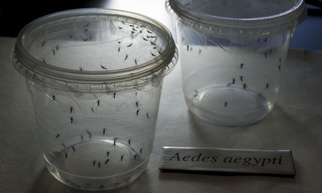BRAZIL-SENEGAL-SCIENCE-HEALTH-ZIKA-VIRUS