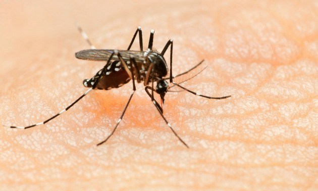Dengue fever, Chikungunya virus and Zika virus.