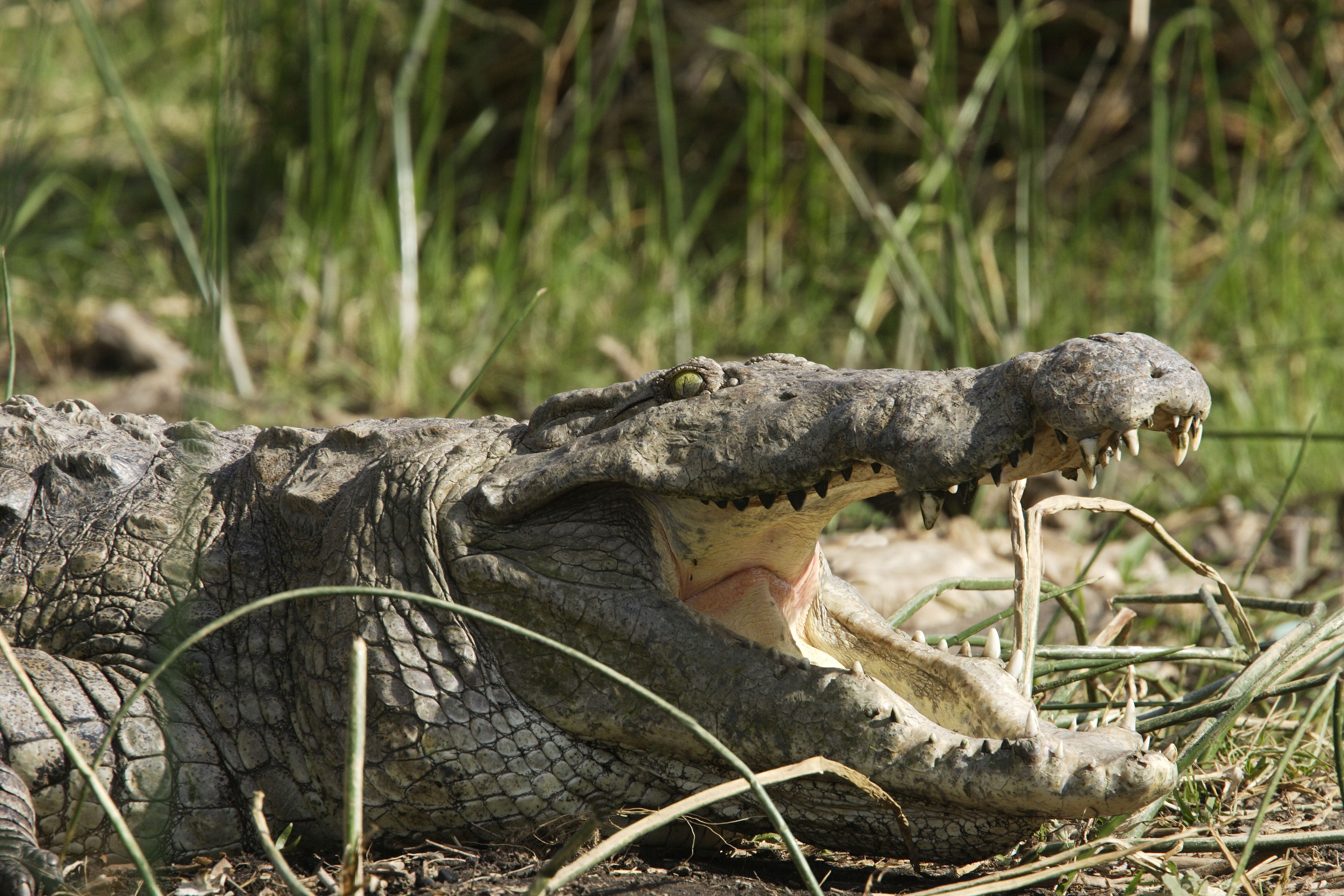 CROCODILE DU NIL