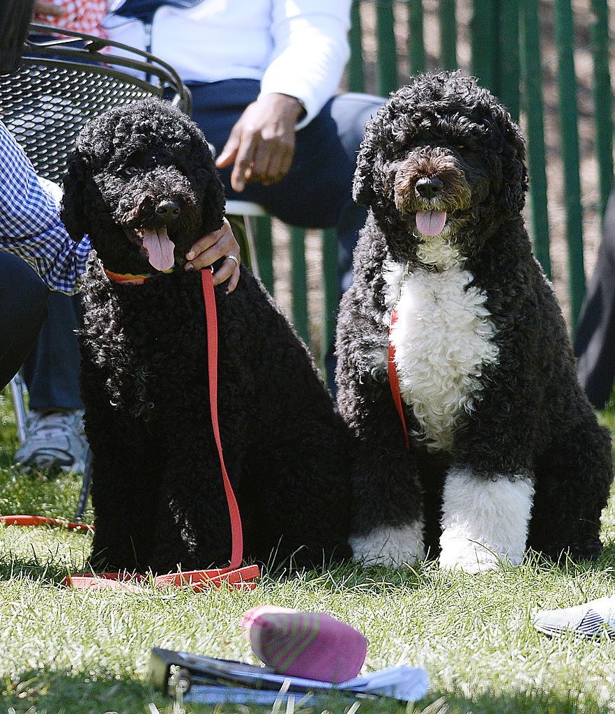 Dem Dogs
