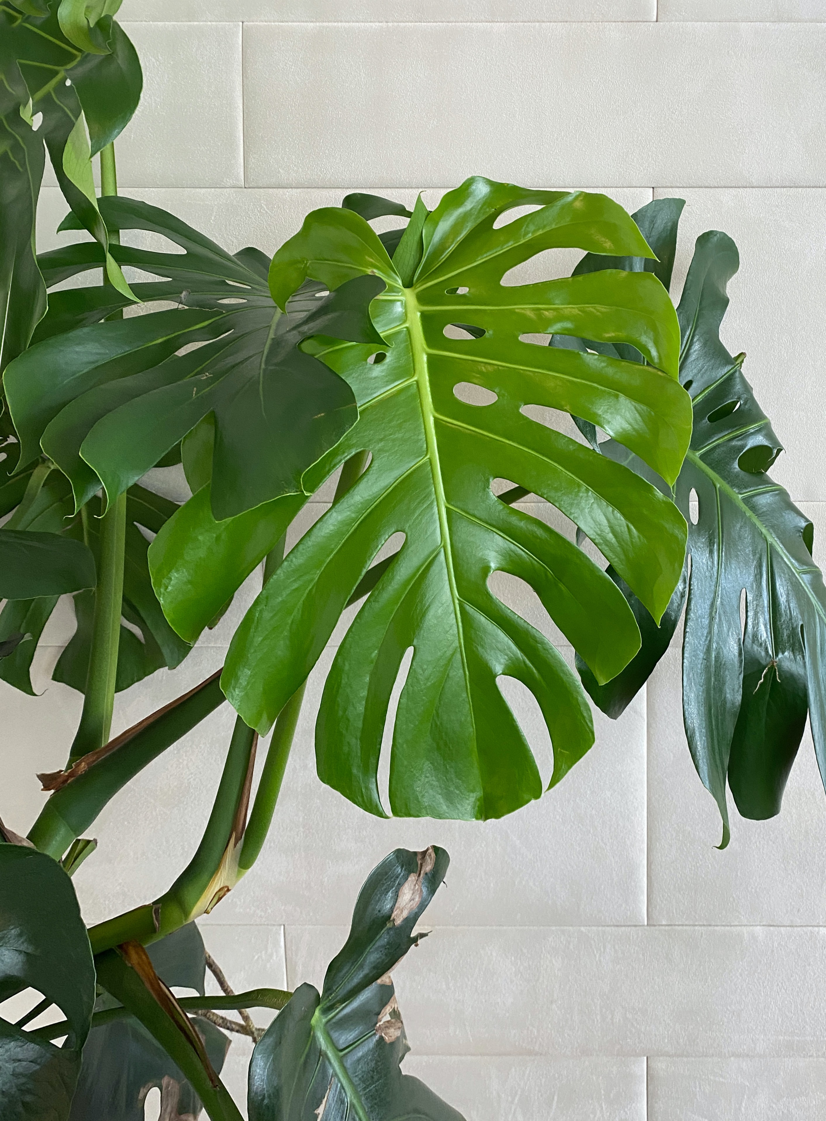 Swiss Cheese Plant