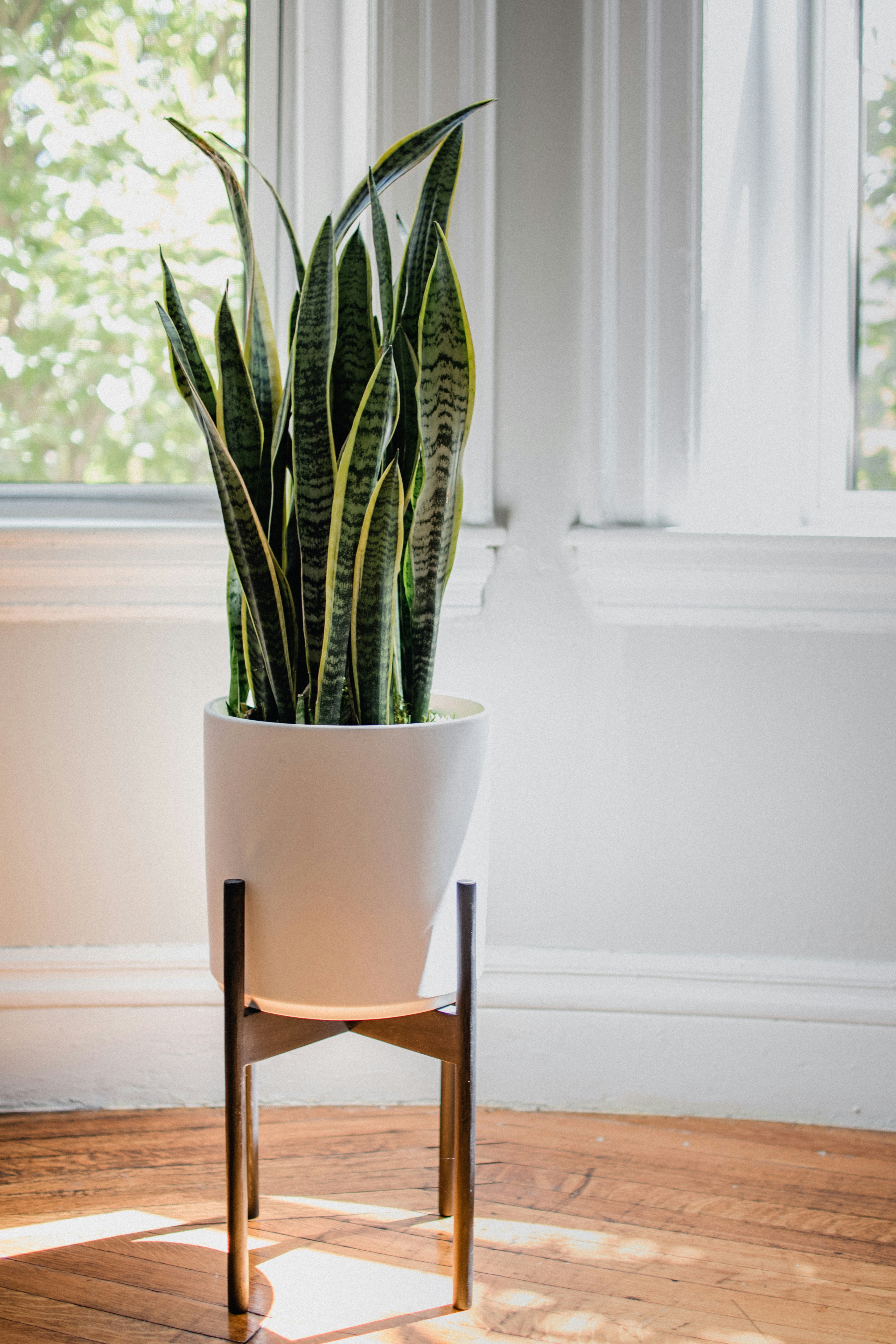 Snake plant